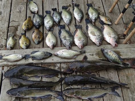 fish game|Ohio Game Fishing.